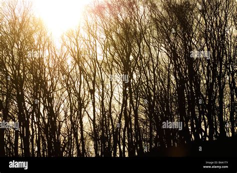 Silhouette of birch trees in the sunset Sweden Stock Photo - Alamy