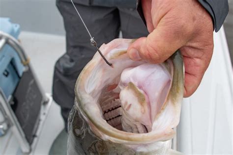 Better Fish Circle Hooks For Striped Bass - LBI NJ Fishing Report - LBI Surf Fishing, Barnegat ...