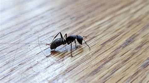 Ant identification request carpenter or field ants? : r/pestcontrol