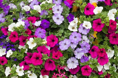 Petunias Wallpapers - Wallpaper Cave