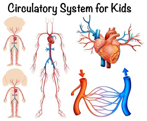 Circulatory system for kids 294999 Vector Art at Vecteezy