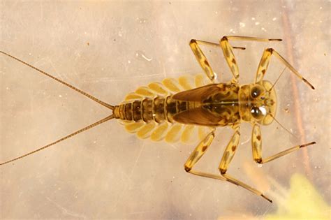 Mayfly Larva - Epeorus pleuralis