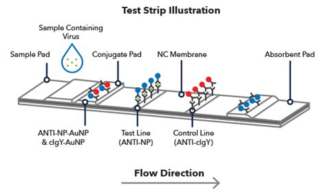 Lateral Flow Assay | Bio-Techne