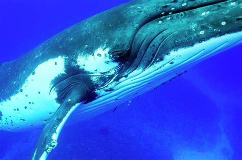 Humpback Whale's Head Photograph by Christopher Swann/science Photo ...