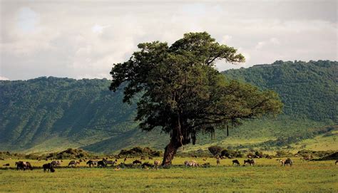 Ngorongoro Crater | Serengeti, Wildlife & Conservation | Britannica