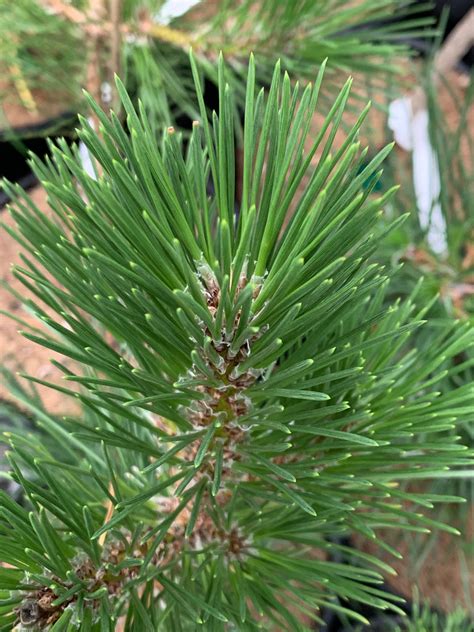 Buy Pinus thunbergii 'Yatsubusa' Dwarf Japanese Black Pine Tree – Mr ...