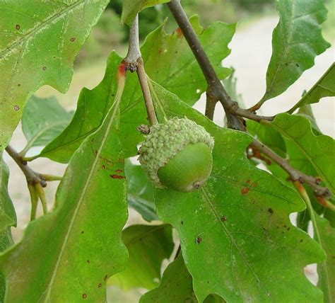 12 SWAMP WHITE OAK ACORNS Quercus bicolor Yard, Garden & Outdoor Living ...