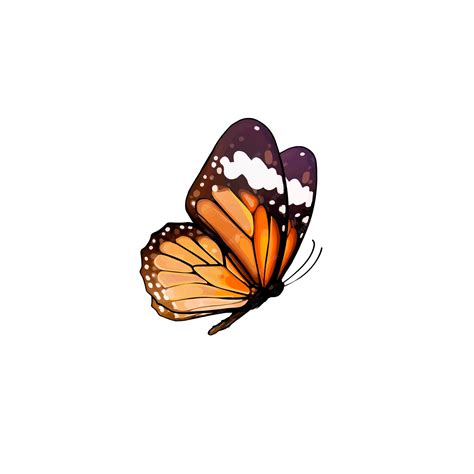 Premium Vector | Vector realistic drawing of beautiful butterfly ...