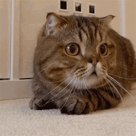 Cat Scared GIF - Cat Scared Terrified - Discover & Share GIFs