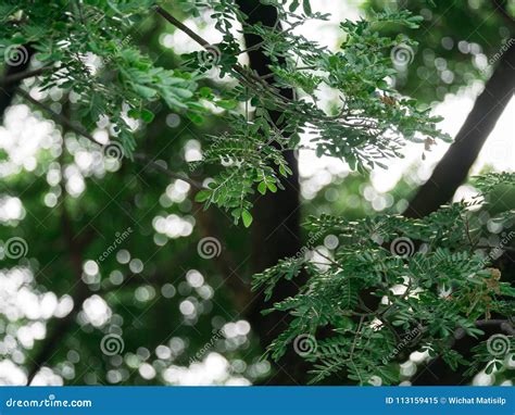 Rain Tree Leaves Stock Photos - Royalty Free Images