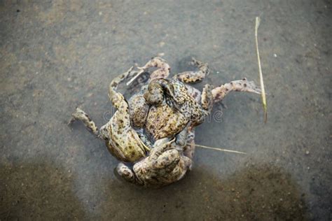 Group of Frogs in River during the Breeding Season Stock Image - Image of couple, love: 146762761