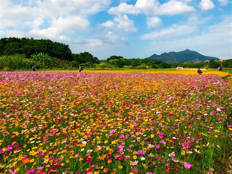 秋天賞花去！10、11月全台八大花海別錯過！ - 輕旅行