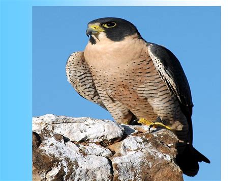 Spreebird wildlife: Shaheen SHAHEEN FALCON (Military state-bird of the ...