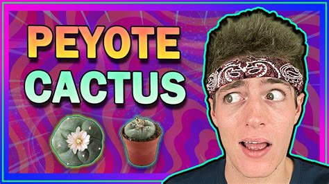 𝗠𝗲𝘀𝗰𝗮𝗹𝗶𝗻𝗲 (𝗣𝗲𝘆𝗼𝘁𝗲) – Dangers & Effects of the Psychedelic Cactus 🌵 ...