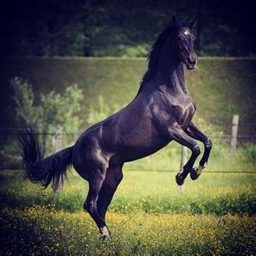 Horse World