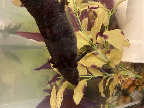 Axolotl eggs for sale | Caudata.org: Newts and Salamanders Portal