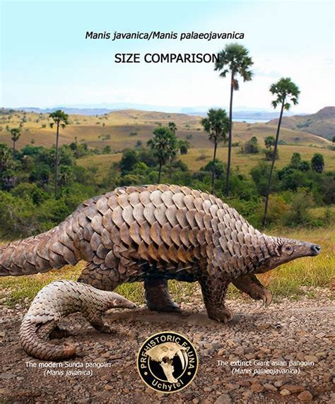 Giant asian pangolin and Javan pangolin (size comparison) | Prehistoric animals, Extinction ...