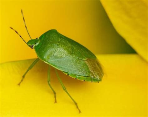 Green Stink Bugs - The Daily Garden