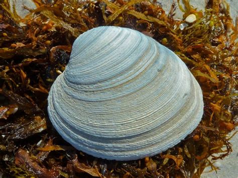 Quahog clam giving us ocean climate secrets? - THS APES