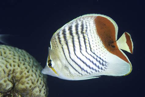 Eritrean Butterflyfish - Chaetodon paucifasciatus | (EN) Eri… | Flickr