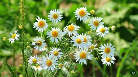 Chamomile Flower Meaning: Symbolism And Benefits