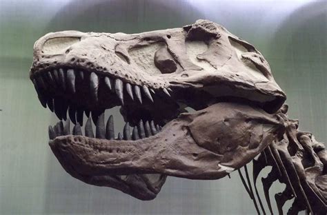 T. rex: Flexible Head - The carnivorous dinosaur possessed a unique skull