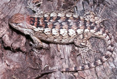 Texas Spiny Lizard Facts and Pictures