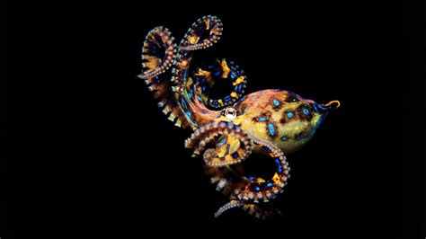 Octopus Wallpapers Images Photos Pictures Backgrounds