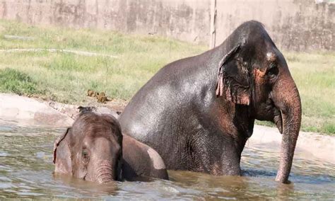 Hyderabad: Helping zoo animals beat summer heat