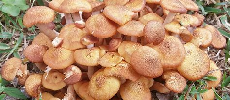 Armillaria Root Rot Identification and Treatment