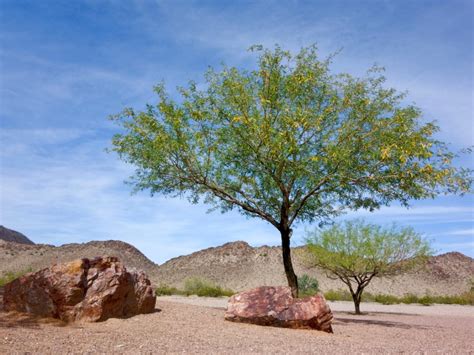 Mesquite Plant Info: How To Grow A Mesquite Tree