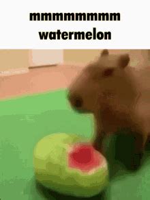 Capybara Gif GIFs | Tenor