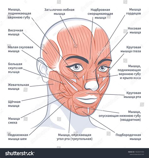 5,304 Human Facial Muscles Images, Stock Photos & Vectors | Shutterstock