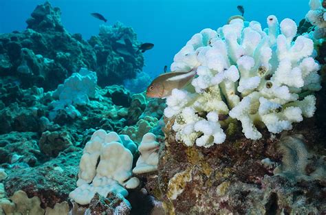 Coral reefs are home to the greatest microbial diversity on Earth | Science | AAAS