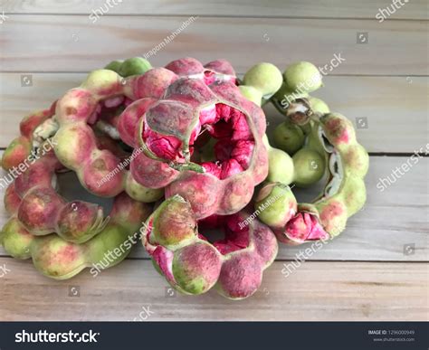 Botanical Fruit Thailand Pithecellobium Dulce Common Stock Photo ...