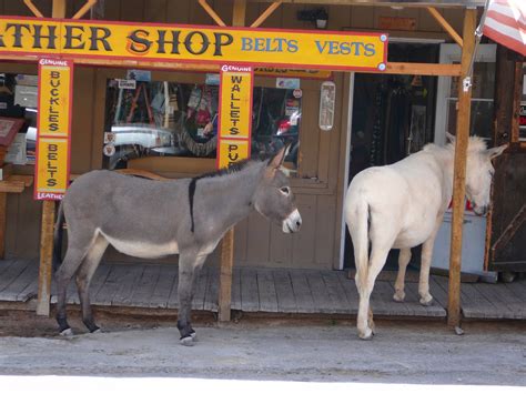 Equestrian Ink: The "Wild" Burros of Oatman, AZ