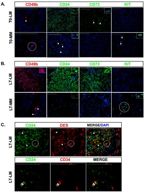 Proposed models illustrate cell proliferation and differentiation ...