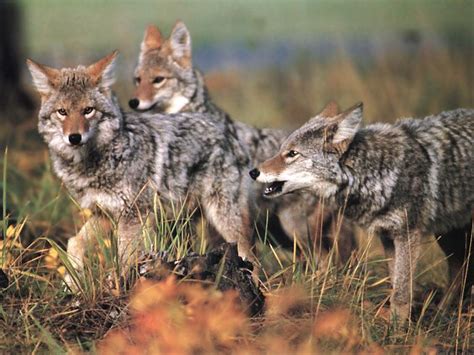 What Is A Coyote Pack Called at Robert Hyatt blog