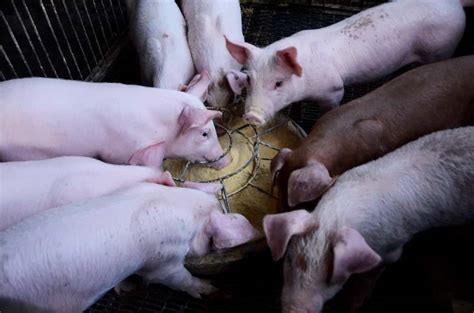 Pig Farming in USA: How to Start