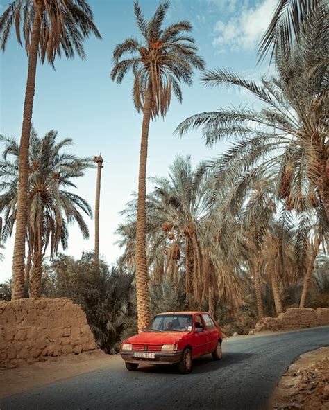 Photo gratuite de algeria, arbre, biskra, bord de mer, complexe, dates, désert, espace extérieur ...