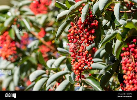 Madrone tree, Pacific Madrone, Arbutus menziesii, berries, fruit Stock ...