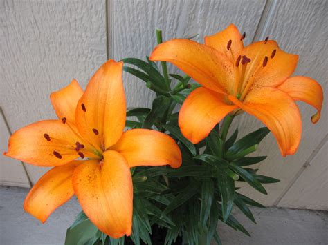 Orange Lilies - Flowers Photo (724934) - Fanpop