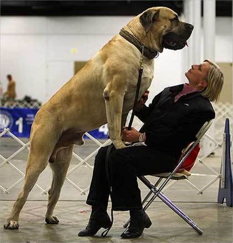 Giant English Mastiff Dog With Woman | Huge dogs, Big dogs, Giant dogs