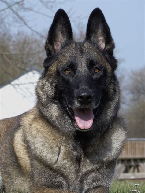 a large dog laying in the grass with its tongue out and it's eyes open