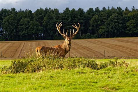 40+ Hangul Deer Stock Photos, Pictures & Royalty-Free Images - iStock