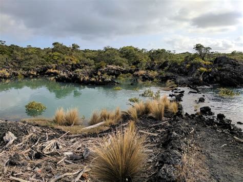 Rangitoto Island – Working While Wandering