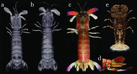 Stomatopod and scyllarid species collected from Kampong Kandal Fishery ...