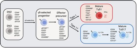 Frontiers | Regulation of γδ T Cell Effector Diversification in the Thymus