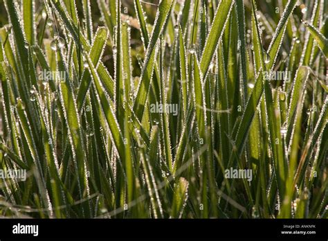 dew on grass Stock Photo - Alamy