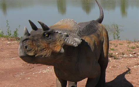 Avaceratops Pictures & Facts - The Dinosaur Database